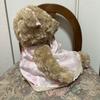 [USED] Harrods Teddy Bear Rare Harrods