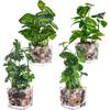 Artificial Potted Plants, Set of 4 Faux Tabletop Greenery with Clear Glass Pots and Cobblestones, Included Artificial Taro