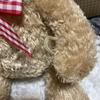 [USED] Teddy Bear Cute Stuffed Toy Interior Bear