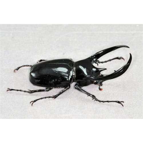 BACALYSO | Nirvana 1/1 Scale Atlas Beetle Figure, Refrigerator Ornament, Magnetic, Realistic, Adult, Illustrated, Insect, Beetle, Resin, Adult-Friendl