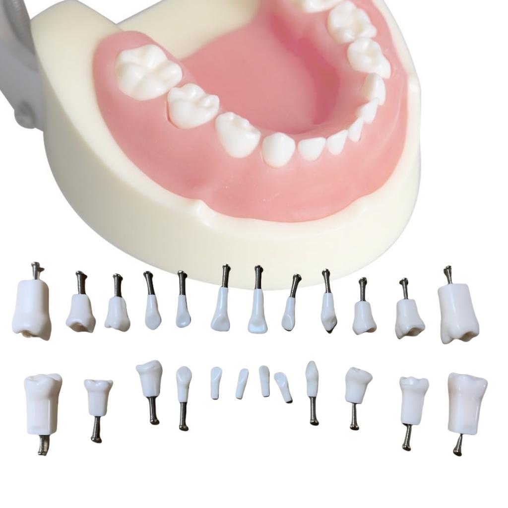 24Pcs Kids Dental Teeth Practice Model Pediatric Teaching Aids For Children Teeth Training Deciduous Tooth Model