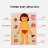 Multi-Layer Body Structure Puzzle Boys Girls Educational Anatomy Jigsaw  Children Kids