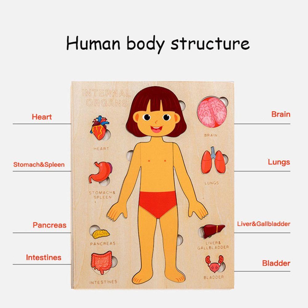 Multi-Layer Body Structure Puzzle Boys Girls Educational Anatomy Jigsaw  Children Kids