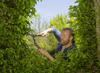 GARDENA NatureCut Pruning Product Up to 25 Years 12300-20 Shears, 53.5cm, Warranty