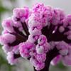Mini Magic Sakura Miniature Tree DIY Crystal Growing Paper Plantas Miniatura Ornaments Decor Novelty Boy Girls Gift Science Toys