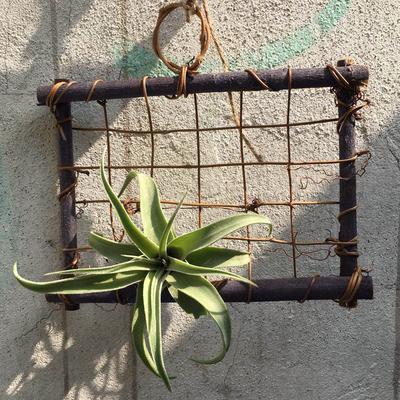 Luftpflanzen zum Aufhängen, Holzrahmen aus Rattan, Tillandsien, Wandhalter, Blumendekoration, Anhänger, Blumen