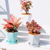 Sturdy Durable Pot Tray Multi Colors Thickened Plastic Plant Pot Saucer for Garden
