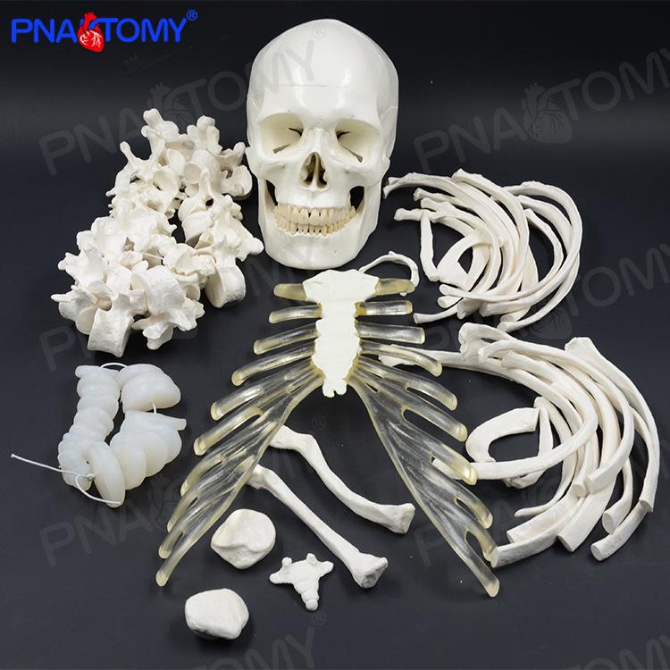Disarticulated 170cm Adult Human Skeleton Model for Medical and Orthopedic Massage Care 43x35x20 cm