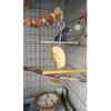 Stainless Steel Bird Feeder Skewer for Parrots Durable Fruit/Meat Holder Cage Perch Food Feeding Stick Pet Bird Accessories 1PC