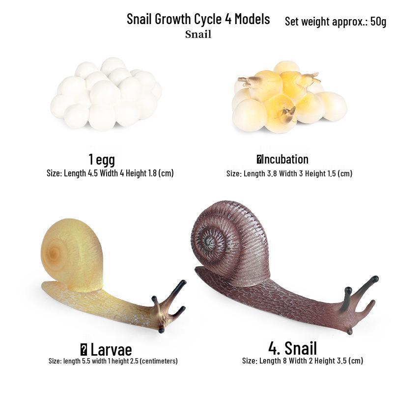 Montessori Cognitive Models: Sea Turtle, Hen, Frog, Snail, Butterfly, Bee Growth Cycle Toys