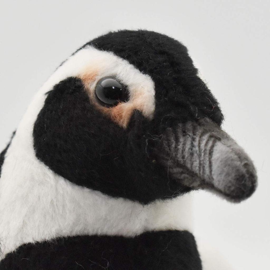Cape Penguin 21 BH7084