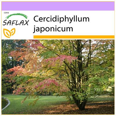 Katsuratree - 200 Seeds - Cercidiphyllum Japonicum