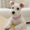 Hondenhalsband Strass Sieraden Chihuahua Kristallen Sieraden Verstelbaar Gegraveerde Tekst Hondenhalsband