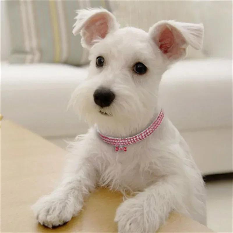 Hondenhalsband Strass Sieraden Chihuahua Kristallen Sieraden Verstelbaar Gegraveerde Tekst Hondenhalsband