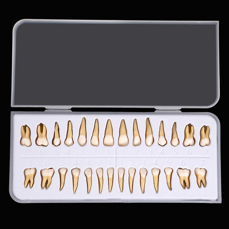 28Pcs Dental Permanent Teeth Model Simulation 1: 1 Isolated Tooth Model With Root Standard Adult Anatomical Teaching Study Tools 28Pcs Dental Permanent Teeth Model