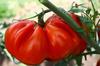 SAFLAX Garden In the Bag - Organic - Tomato - Oxheart - 10 Seeds - With Substrate In a Fitting Stand Up Bag - Solanum Lycopersicum