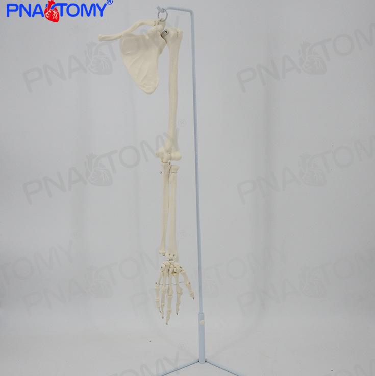 Human Arm & Upper Limb Skeleton Model: Clavicle, Scapula, Humerus, Ulna, Radius with Stand – Orthopedic Display 85 cm