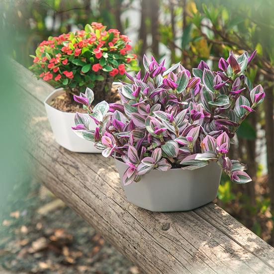 1 Set Flower Pot Solid Construction Large Capacity Resin Indoor Succulents Large Diameter Flower Pot for Home