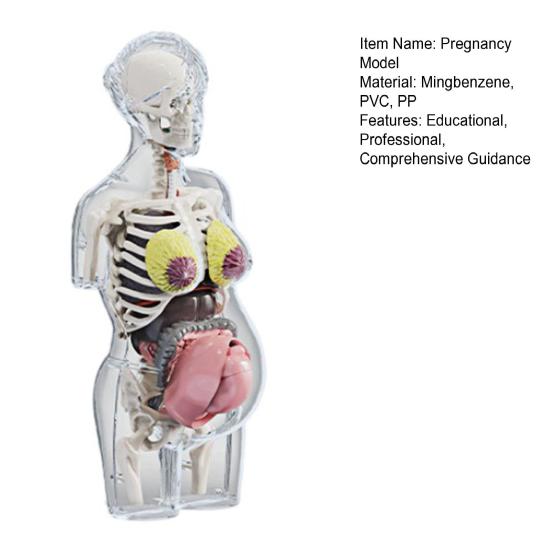 Transparent Pregnancy Model 4D Vision Human Anatomy Torso Model Medical Collectible Figure with Fully Detachable Organs for Students Professionals