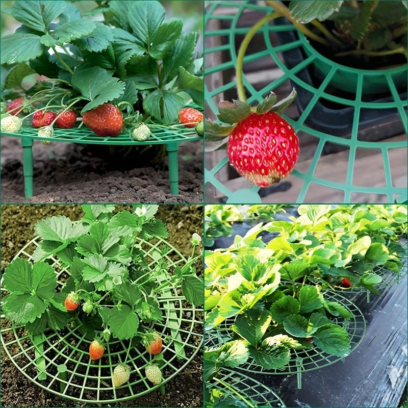 5sets High-Quality Strawberry & Small Vegetable Plant Stand/ Bed - Elevated Fruit Production with Harvestable Berries, Space-Saving Design Suitable