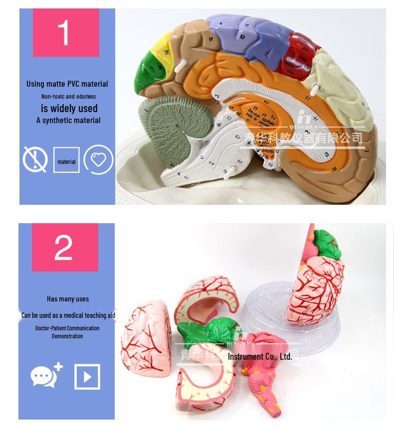 Qinghua 4D Anatomisches Modell des menschlichen Gehirns und zerebrovaskuläres Modell für die medizinische Ausbildung