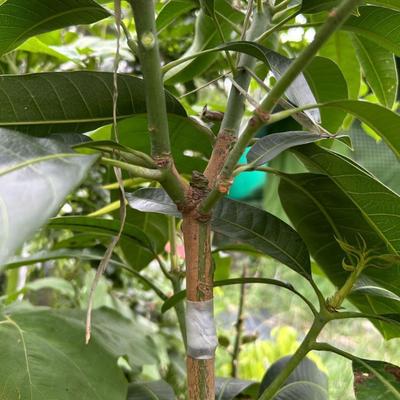 Manșoane de altoire 50 de bucăți Protecții din silicon Instrument de altoire pentru pomi fructiferi Pentru plante de grădină Fermieri Grădinari Florari Tulpini de 3-7,5 mm