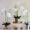1PC of Retro White Orchid Artificial Butterfly Orchid, Long Stem, Ideal for Home and Kitchen Decoration, Desktop Display, Butterfly Orchid Decoration.