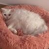 Super Soft Dog Bed Plush Cat Mat Dog Beds Round Cushion Pet Product Accessories Washable Dog and Cat Cushion Bed Winter Warm Sofa Hot Sell