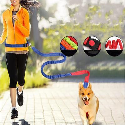 Köpek – Köpek Tasmaları ve Tasma Kayışları