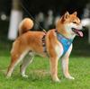 Astro Blue Training Harness For Walking Dogs, Size Xl