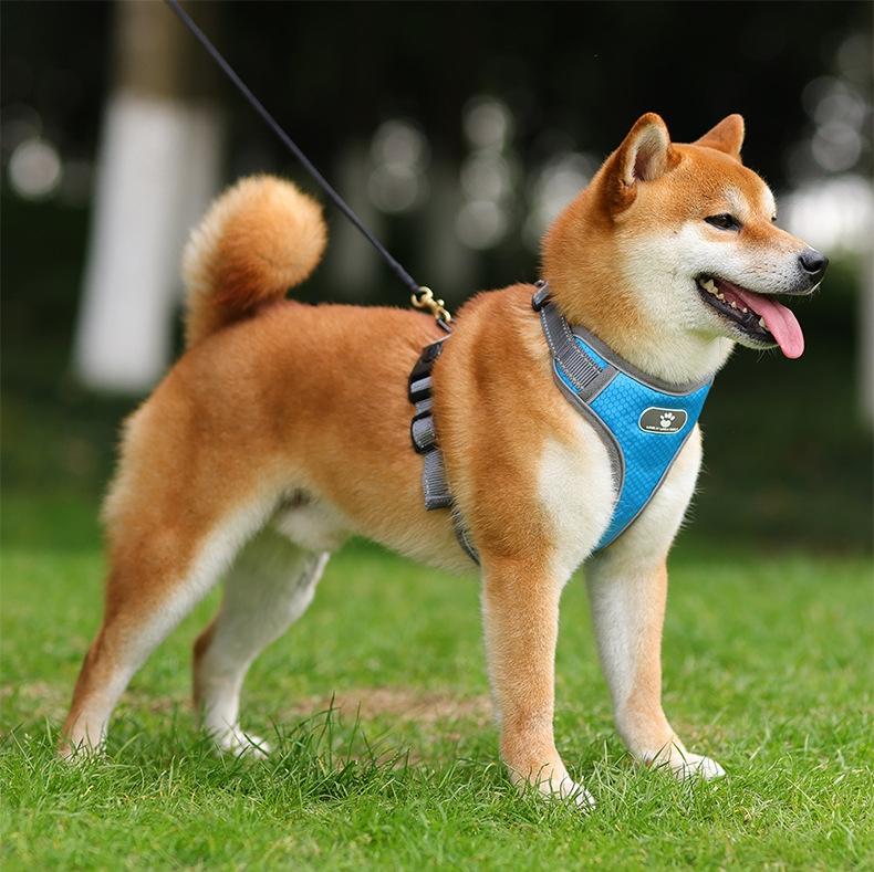 Astro Blue Training Harness For Walking Dogs, Size Xl