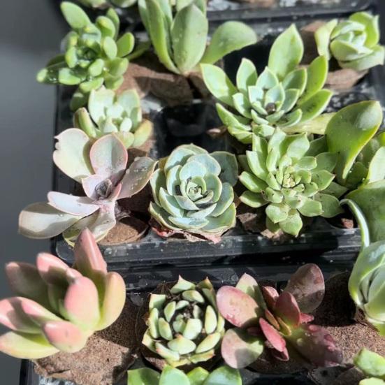 Growing Sponges Grow Sponges Replacement for Hydroponic Seeds Pods Growing System Seeds Starting Easy Germination