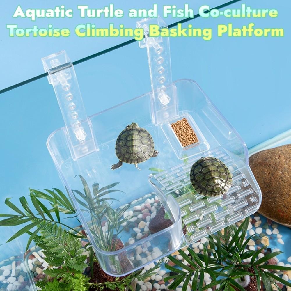 With Ramp Suction Cups Hanging Turtle Platform Reptile Amphibian