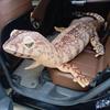 75-200cm Simulation Extended Tail Lizard Plush Doll Pillow Green Brown Monitor Lizard Reptile Plush Toy Home Decor Present Designed For Child