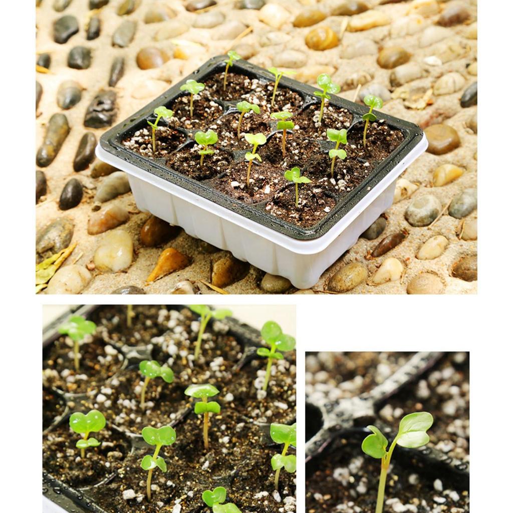 Indoor Propagation Box Greenhouse Propagation Set Tray With Lid And Ventilation