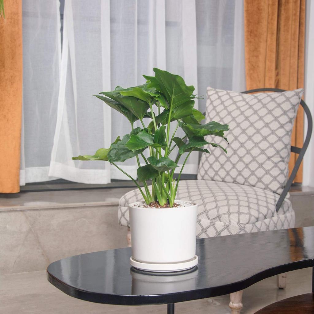 Ekirlin Ceramic Size 7 with Saucer and Potted Interior Room Houseplant Planter, (18cm), Hole, White, Stylish, Plant, Decor, Decor,