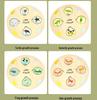 Wooden Educational Puzzle: Life Cycle Changes of Plants & Animals – Toddler Cognitive Growth Toy