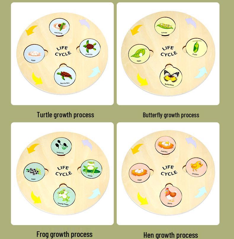Wooden Educational Puzzle: Life Cycle Changes of Plants & Animals – Toddler Cognitive Growth Toy