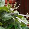 Garden Shears, Set of 4, Hedge Trimmer, Loppers, Pruners, Folding Saw, Aluminum Handle