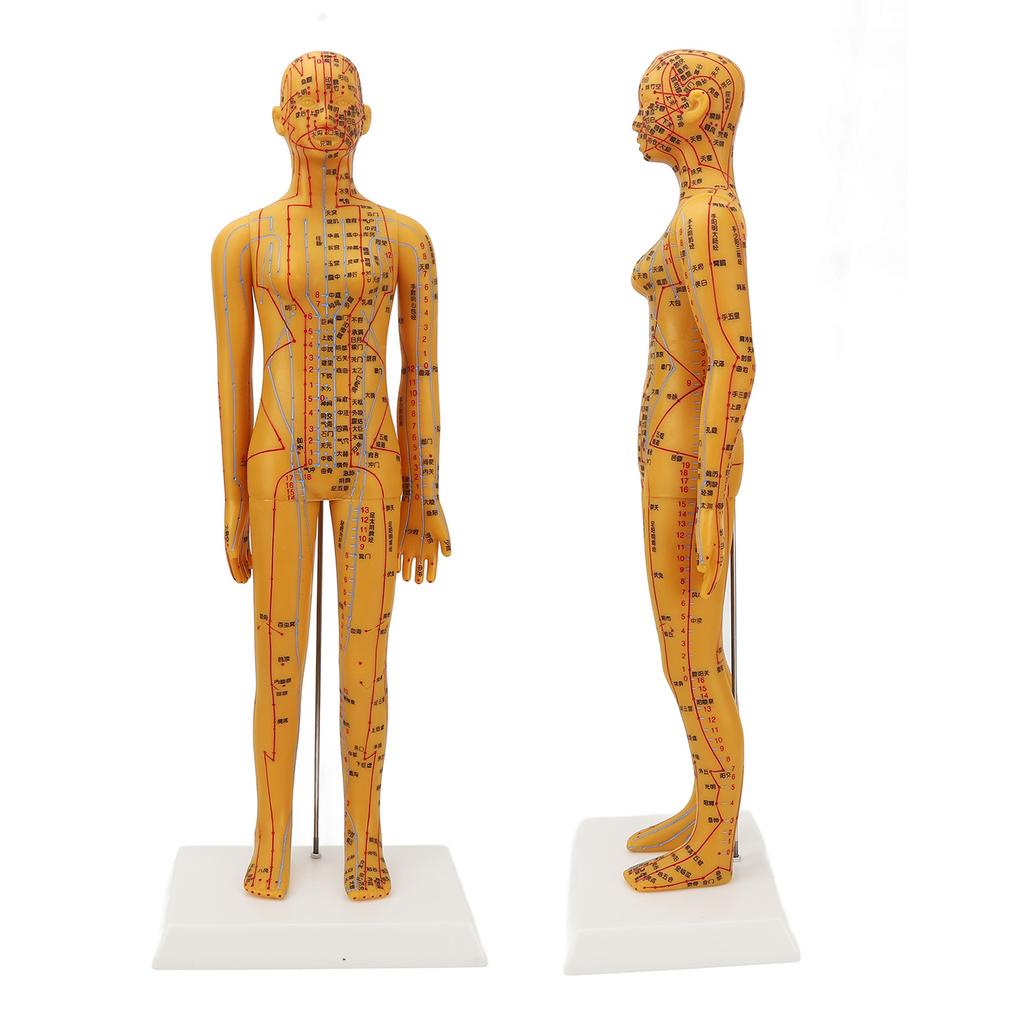 20.9in Acupuncture Female Model High Definition Clear Chinese Human Body Acupuncture Model for Teaching