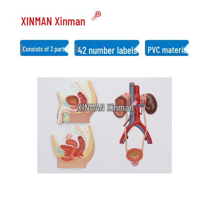 XINMAN Human Urinary & Reproductive System Anatomical Model