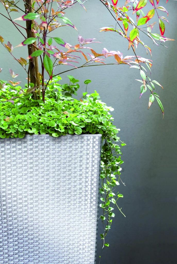 RATO DRTS170 Tall Flowerpot with Insert | White