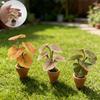 1Pcs Home Decor Mini Taro Turtle Back Green Potted Plants For Dollhouse Scandinavian Style Model Decoration Props