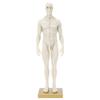 30cm Male Anatomical Model Art Mannequin Musculoskeletal Structure Sculpture Body Model