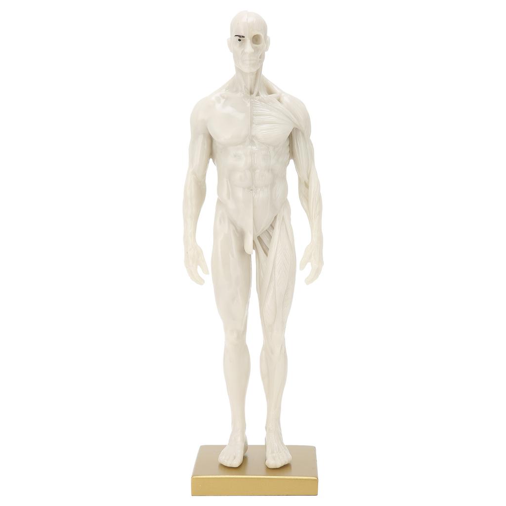 30cm mužský anatomický model art manekýn muskuloskeletální struktura model těla