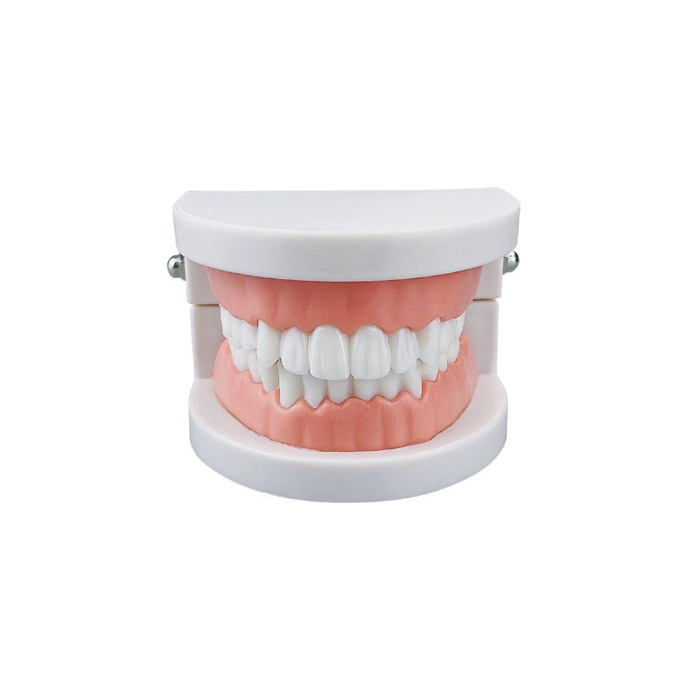 Dental Teaching Model Standard Dental Orthodontic Teeth Model With Braces Metal / Ceramic Brackets For Dentistry Education Study