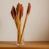 Dried Cantal Grass Bunch, Rust — Pack of 6