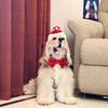 2Pcs/Set Creative Pet Sequin Bow Tie Adjustable Pet Crown Collar Pet Headpiece  Pet birthday Costume