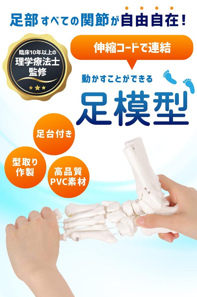 KIYOMARU Foot Model with Extendable Legs and Fully Movable Supervised by a Physical Human Anatomy Skeleton Ankle Joint and Bone Extendable Right with