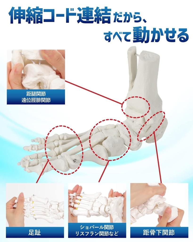KIYOMARU Foot Model with Extendable Legs and Fully Movable Supervised by a Physical Human Anatomy Skeleton Ankle Joint and Bone Extendable Right with
